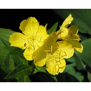Naturpolc ligetszépe olaj - 50ml