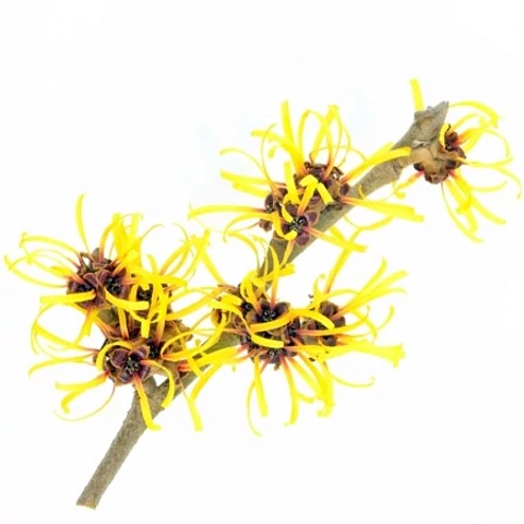 Naturpolc hamamelisz (varázsmogyoró) víz