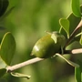 Kép 1/2 - Naturpolc jojobaolaj - 50 ml