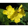 Kép 1/2 - Naturpolc ligetszépe olaj - 50ml