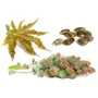 Kép 1/2 - Naturpolc ricinus olaj - 50ml